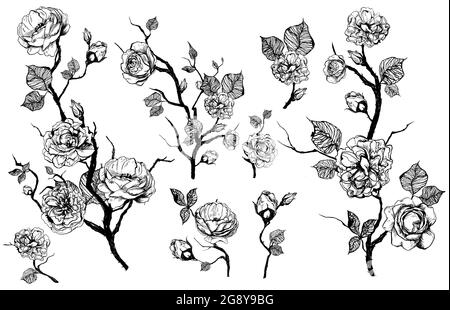 Ensemble de fleurs graphiques dessinées à la main avec roses et feuilles. Éléments isolés sur fond blanc Banque D'Images