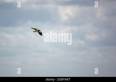 Un lapwing en vol complet au-dessus de la plaine de Salisbury au Royaume-Uni Banque D'Images