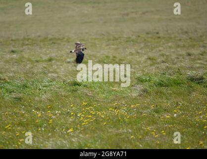 Un lapwing en vol complet au-dessus de la plaine de Salisbury au Royaume-Uni Banque D'Images