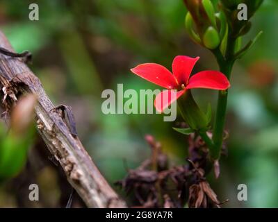 Macro photographie d'une fleur rouge kalanchoe succulente, capturée dans un jardin près de la ville d'Arcapuco, dans le centre de la Colombie. Banque D'Images