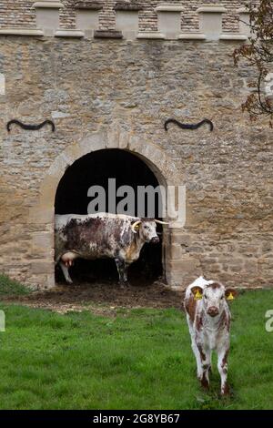 Bétail de longhorn anglais à l'extérieur de la vache de pierre hangar ay Rousham House, Oxfordshire, Angleterre Banque D'Images