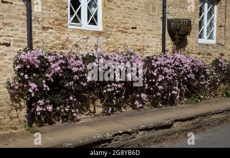 Mur d'été d'escalade clématis sur le cottage, angleterre Banque D'Images