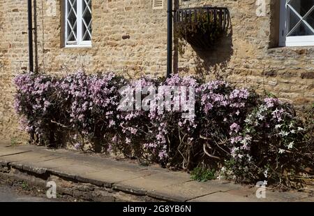 Mur d'été d'escalade clématis sur le cottage, angleterre Banque D'Images
