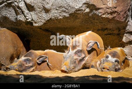 Le porc de la rivière Rouge ou le porc de brousse (porcus de Potamochoerus). Membre sauvage de la famille des porcs. Ce groupe de mâles au repos a été photographié dans le Bioparc, Fuengi Banque D'Images