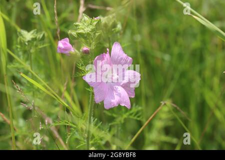 Malva moschata auf einer Wiese Banque D'Images