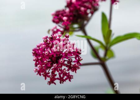 Marais de Milkweed, Asclepias incarnata, à la réserve naturelle nationale de Seney, Upper Peninsula, Michigan, États-Unis Banque D'Images