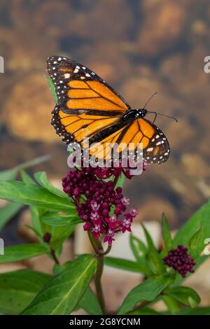 Monarch Butterfly, Danaus plexippus, on Swamp Milkweed, Asclepias incarnata, dans la réserve naturelle nationale de Seney, Upper Peninsula, Michigan, États-Unis Banque D'Images