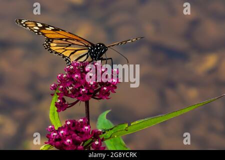 Monarch Butterfly, Danaus plexippus, on Swamp Milkweed, Asclepias incarnata, dans la réserve naturelle nationale de Seney, Upper Peninsula, Michigan, États-Unis Banque D'Images