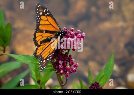 Monarch Butterfly, Danaus plexippus, on Swamp Milkweed, Asclepias incarnata, dans la réserve naturelle nationale de Seney, Upper Peninsula, Michigan, États-Unis Banque D'Images