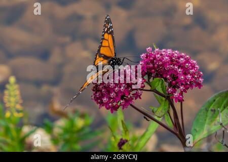 Monarch Butterfly, Danaus plexippus, on Swamp Milkweed, Asclepias incarnata, dans la réserve naturelle nationale de Seney, Upper Peninsula, Michigan, États-Unis Banque D'Images