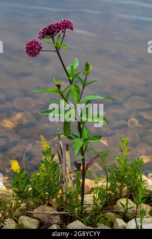 Marais de Milkweed, Asclepias incarnata, à la réserve naturelle nationale de Seney, Upper Peninsula, Michigan, États-Unis Banque D'Images