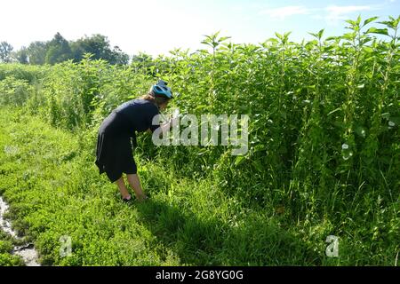 Femme utilisant une application extérieure pour l'identification de l'usine. Porter un casque de vélo et des lunettes de soleil, sourire. Banque D'Images
