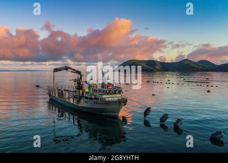 (210723) -- WELLINGTON, le 23 juillet 2021 (Xinhua) -- photo non datée fournie par Sanford, une compagnie de pêche de la Nouvelle-Zélande, montre la barge de moules Coromandel à North Island, en Nouvelle-Zélande. Situé sur une côte isolée, calme et pittoresque à Marlborough Sounds, île du Sud de la Nouvelle-Zélande, l'écloserie SPATnz a rendu l'écloserie de sélection de moules de la coquille verte plus durable et plus rentable. POUR ALLER AVEC 'les moules à élevage sélectif élevés en écloserie mènent l'industrie aquatique plus durable, plus rentable en Nouvelle-Zélande'. (Sanford/document via Xinhua) Banque D'Images