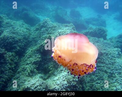 Cotylorhiza Tubercolata, Cassiopea, Mer méditerranée Banque D'Images