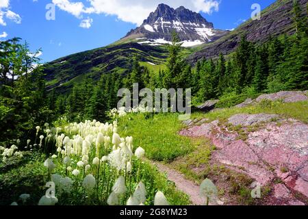 Sentier de la vallée de SwiftCurrent, barbes en fleur, parc national des Glaciers, Montana Banque D'Images