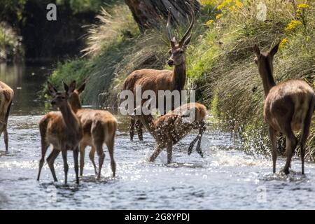 PHOTO:JEFF GILBERT 23 juillet 2021, Richmomd Park, Londres, Royaume-Uni Richmond Deer rafraîchit dans le ruisseau Beverley pendant une chaude matinée d'été Banque D'Images