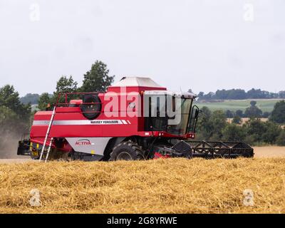 La récolte de blé commence dans le Grand Bardfield Essex. Comme la météo le prévoit, les agriculteurs de pluie se précipitent pour apporter la récolte de blé Banque D'Images
