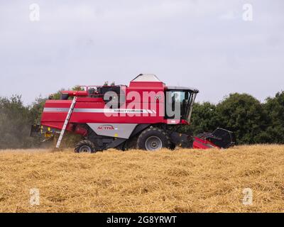 La récolte de blé commence dans le Grand Bardfield Essex. Comme la météo le prévoit, les agriculteurs de pluie se précipitent pour apporter la récolte de blé Banque D'Images