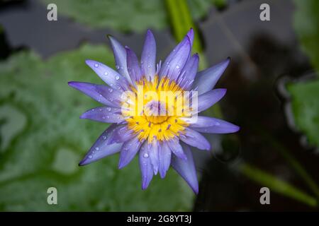 Violet couleur de l'eau lys en fleurs dans l'étang Banque D'Images