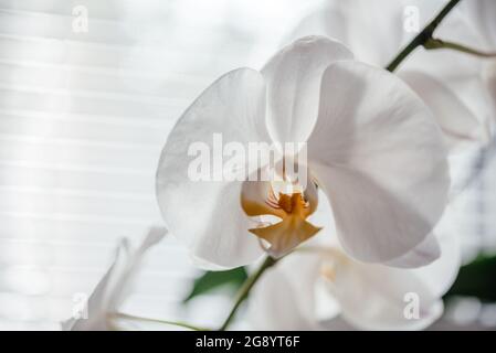 Belles fleurs d'orchidées blanches, comment se développer et prendre soin des orchidées Phalaenopsis, plantes de maison populaires Banque D'Images