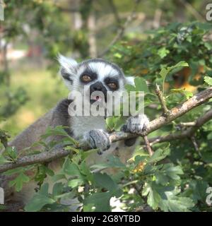 Lémuriens à queue de bébé se nourrissant dans un arbre à Peak Wildlife Park Banque D'Images