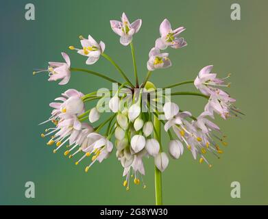 Vue macro de la tête de fleur de l'oignon nouveau (Allium cernuum). Banque D'Images