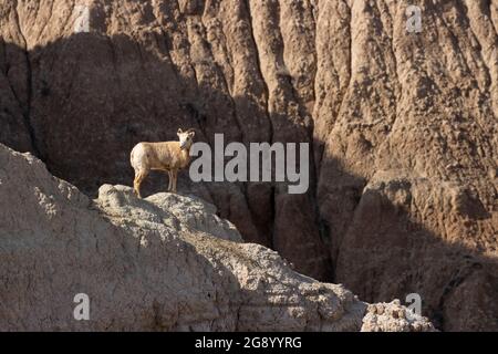 Le mouflon d'Amérique à Pinnacles surplombe, parc national des Badlands, Dakota du Sud Banque D'Images