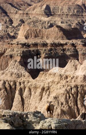 Le mouflon d'Amérique à Pinnacles surplombe, parc national des Badlands, Dakota du Sud Banque D'Images