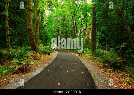 Une photo extérieure d'un sentier forestier du Nord-Ouest du Pacifique Banque D'Images