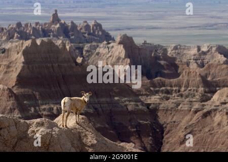 Le mouflon d'Amérique à Pinnacles surplombe, parc national des Badlands, Dakota du Sud Banque D'Images