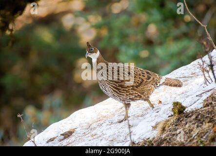 Himalayan monal Lophophorus impejanus du sanctuaire de Kedarnath willdife, uttarakhand, Inde Banque D'Images