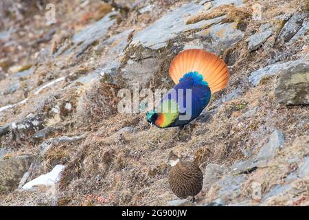 Himalayan monal Lophophorus impejanus du sanctuaire de Kedarnath willdife, uttarakhand, Inde Banque D'Images