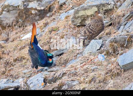 Himalayan monal Lophophorus impejanus du sanctuaire de Kedarnath willdife, uttarakhand, Inde Banque D'Images