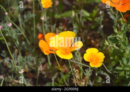 Orange/jaune Eschscholzia californica (Californie/pavot d'or) fleurs cultivées aux frontières de RHS Garden Harlow Carr, Harrogate, Angleterre, Royaume-Uni, Banque D'Images