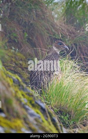 Himalayan monal Lophophorus impejanus du sanctuaire de Kedarnath willdife, uttarakhand, Inde Banque D'Images