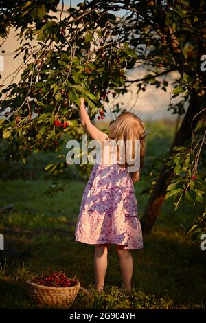 Fille cueillant des cerises d'arbre dans l'arrière-cour Banque D'Images