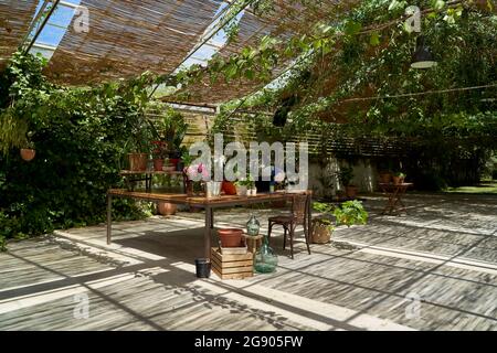 Diverses plantes en pot gardées sur la table poussant dans l'arrière-cour Banque D'Images