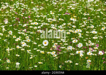 Fleurs sauvages blanches qui fleurissent dans la prairie Banque D'Images