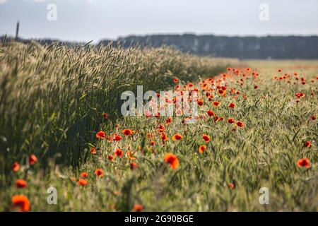 Les coquelicots rouges fleurissent dans les prairies de campagne Banque D'Images