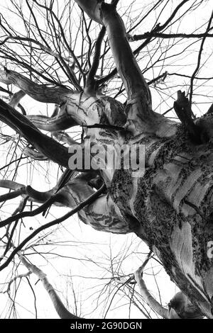 Arbre grand, courbé, sans feuilles avec de nombreuses branches vues depuis le bas en hiver. Ciel nuageux en arrière-plan. Banque D'Images