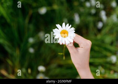 Garçon tenant une fleur de camomille Banque D'Images