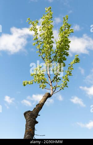 Jeunes branches avec des feuilles et des fleurs vertes sur un tronc de pommier taillé Banque D'Images
