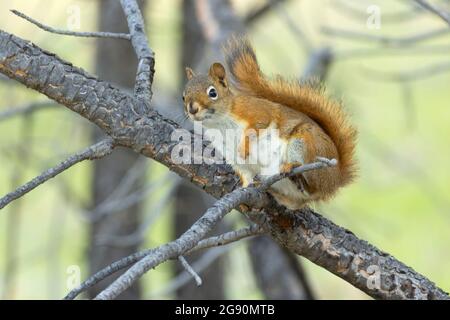 Écureuil roux américain (Tamiasciurus hudsonicus), parc national Custer, Dakota du Sud Banque D'Images