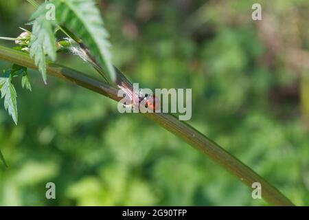 Un coccinella septempunctata (coccinella septempunctata) qui monte la tige verte d'une jeune plante; feuilles, poils minuscules mis au point avec un bac vert Banque D'Images