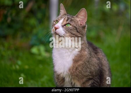Un jeune chat profiter du soleil dans le jardin. Banque D'Images