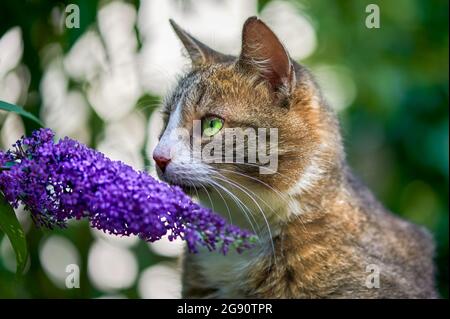 Un jeune chat profiter du soleil dans le jardin. Banque D'Images