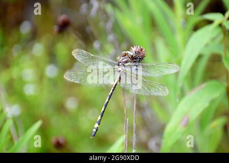 Gros plan Ouest volant Adder Dragonfly / Spike queue avec des ailes claires reposant sur le feuillage dans les Ozarks Banque D'Images