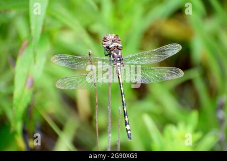 Gros plan Ouest volant Adder Dragonfly / Spike queue avec des ailes claires reposant sur le feuillage dans les Ozarks Banque D'Images