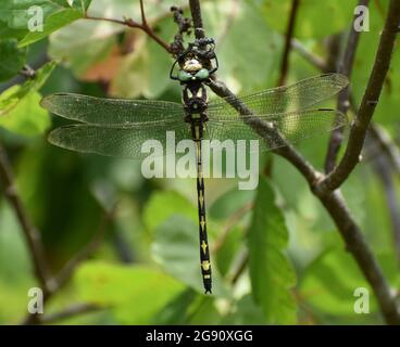 Gros plan Ouest volant Adder Dragonfly / Spike queue avec des ailes claires reposant sur le feuillage dans les Ozarks Banque D'Images