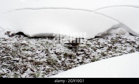 oiseau est assis sur un sol chaud, en hiver Banque D'Images